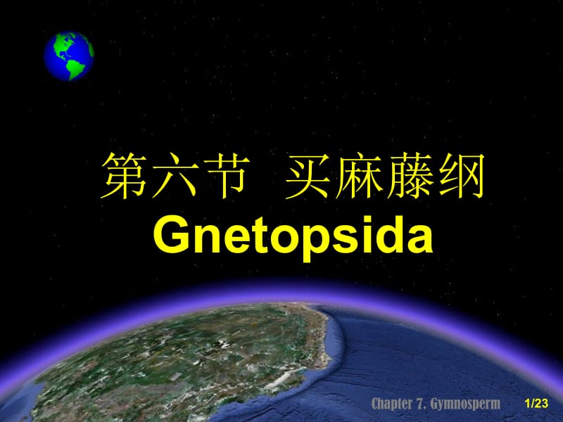 第六节买麻藤纲Gnetopsida.ppt_第1页