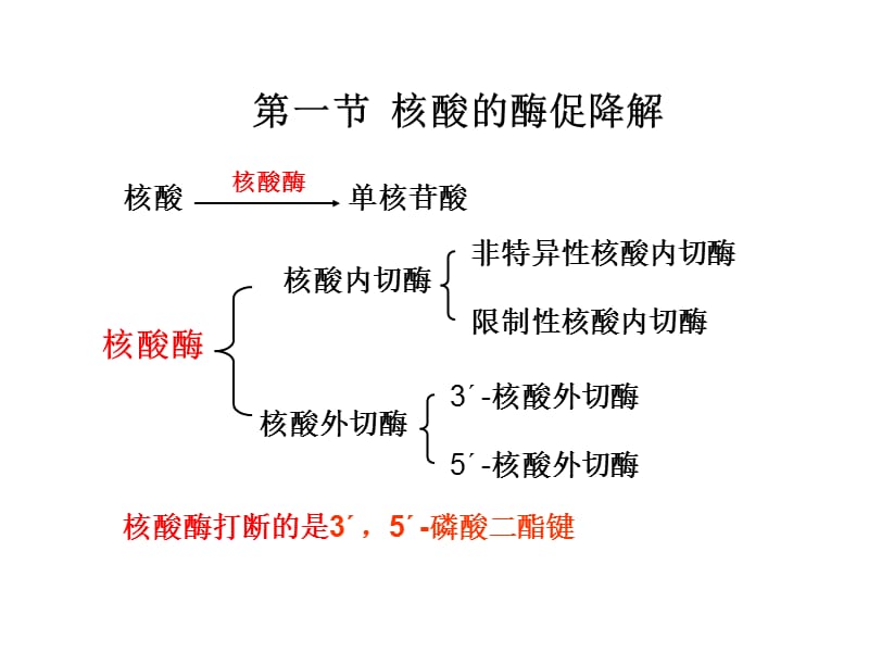 第九章核酸的酶促降解与核苷酸代谢.ppt_第2页