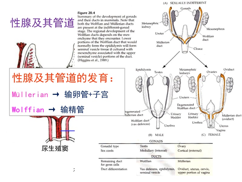 第十七章性腺发育和性别决定.ppt_第2页