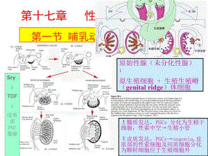 第十七章性腺发育和性别决定.ppt