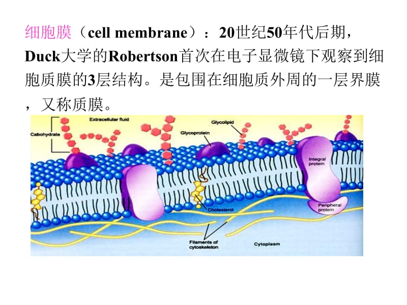 细胞膜物质跨膜运输.ppt_第2页