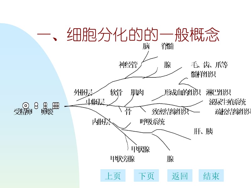 第十三章细胞分化多媒体.ppt_第2页