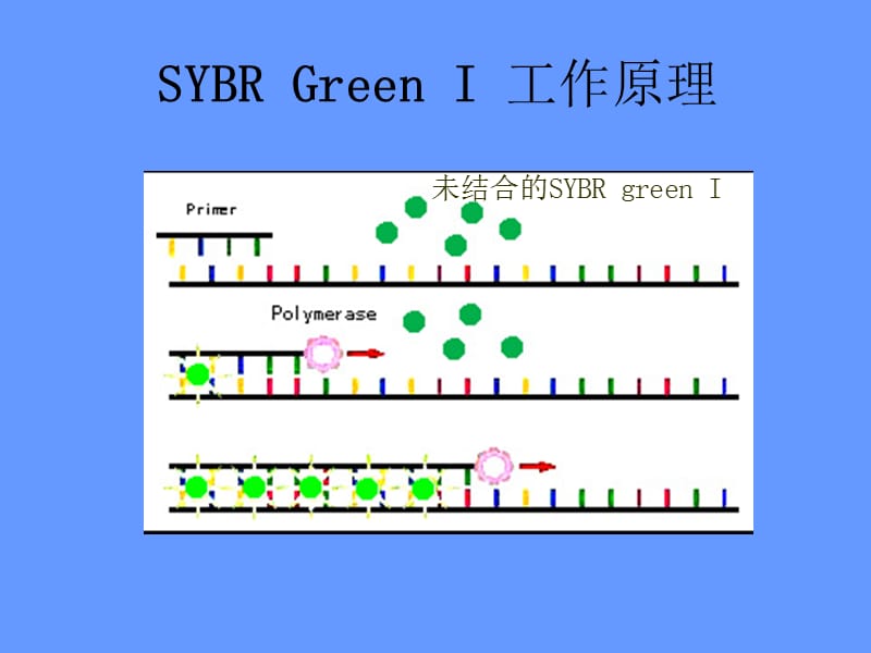 荧光定量PCR技术4ppt课件.ppt_第1页