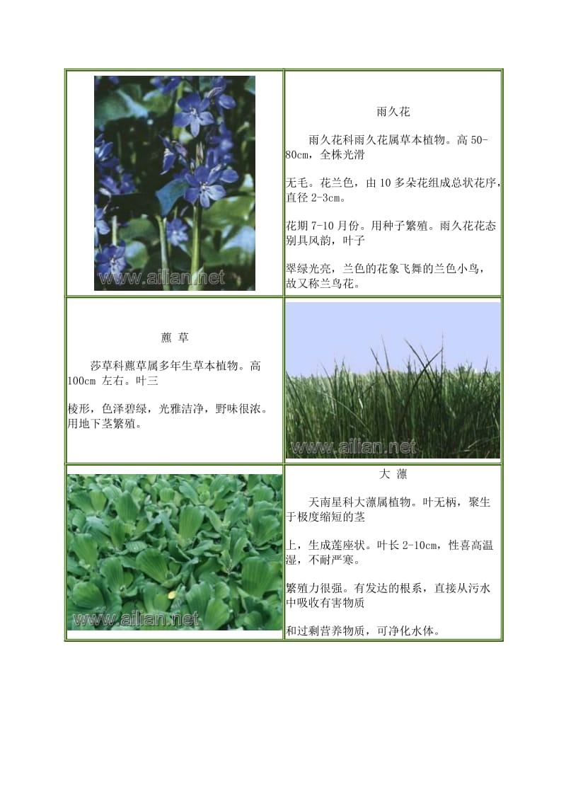 水生湿生植物品种.doc_第2页