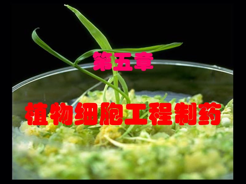 第5章植物细胞制药一.ppt_第1页