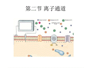 第二节离子通道.ppt