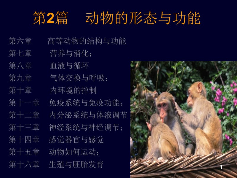 第六章高等动物的结构与功能.ppt_第1页