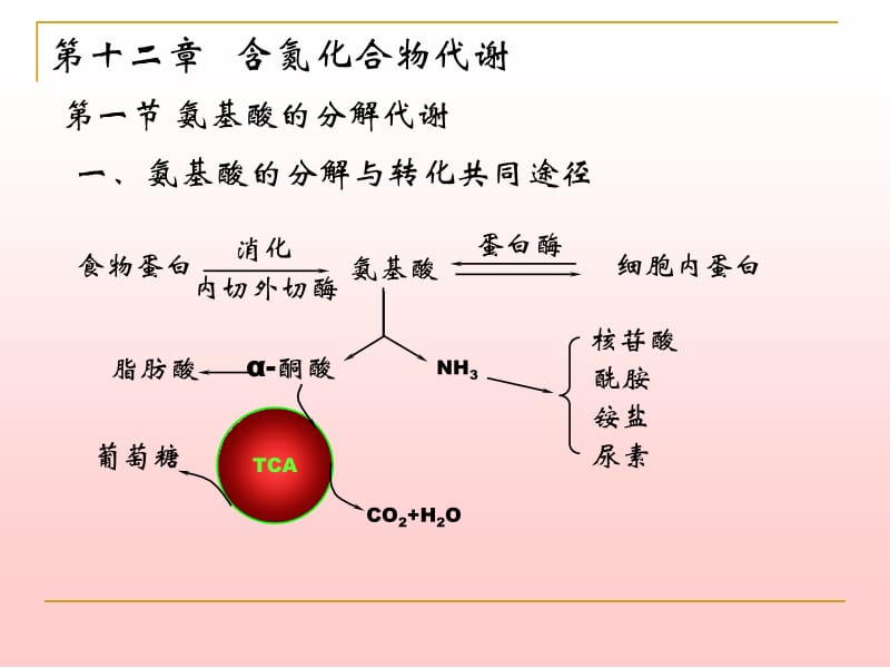 第十二章含氮化合物代谢MicrosoftPowerPoint.ppt_第1页