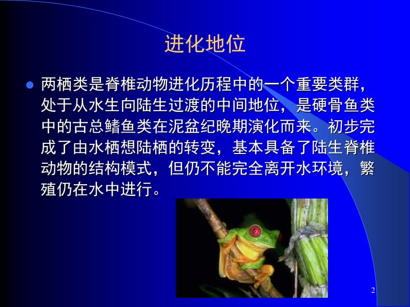 第十四章两栖纲.ppt_第2页