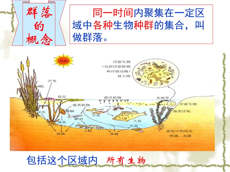 第二节群落的物种组成和优势度、群落结构a.ppt_第2页