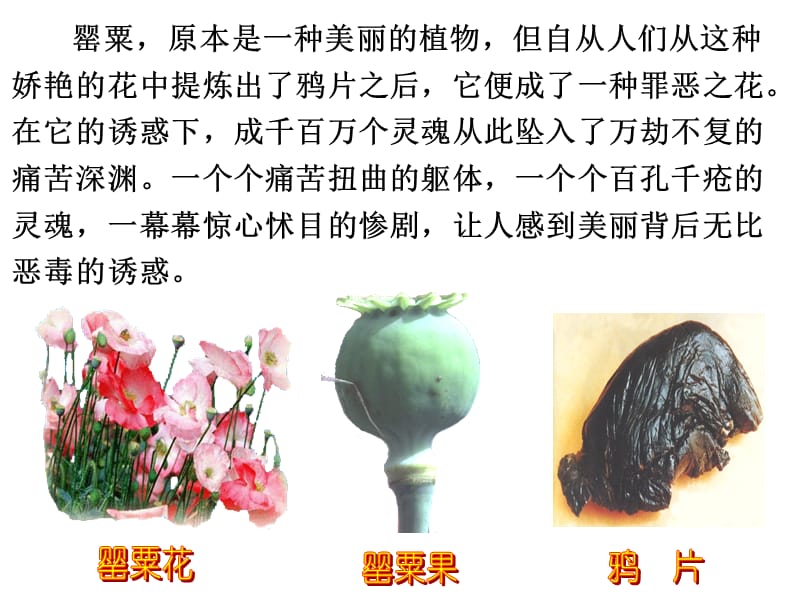 罂粟原本是一种美丽的植物但自从人们从这种娇艳的花.ppt_第2页