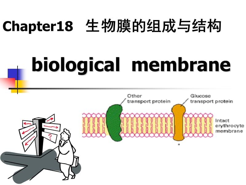 Chapter18生物膜的组成与结构.ppt_第1页