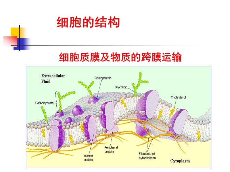 Chapter18生物膜的组成与结构.ppt_第2页