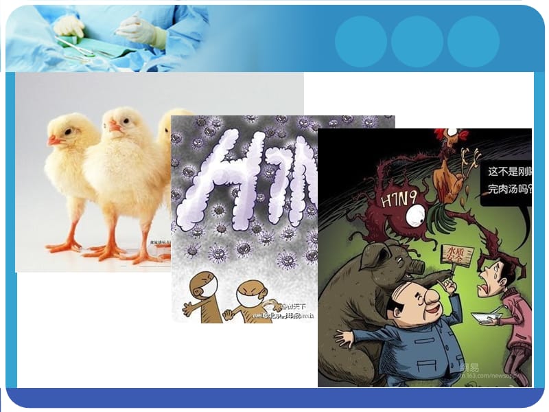 H7N9禽流感课件.ppt_第2页