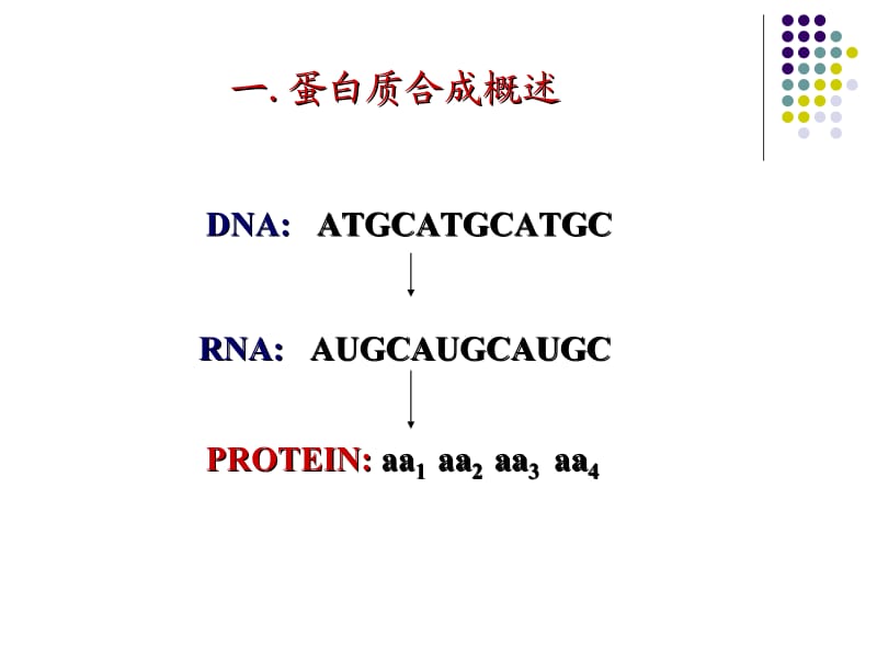 第十三章蛋白质的生成.ppt_第2页