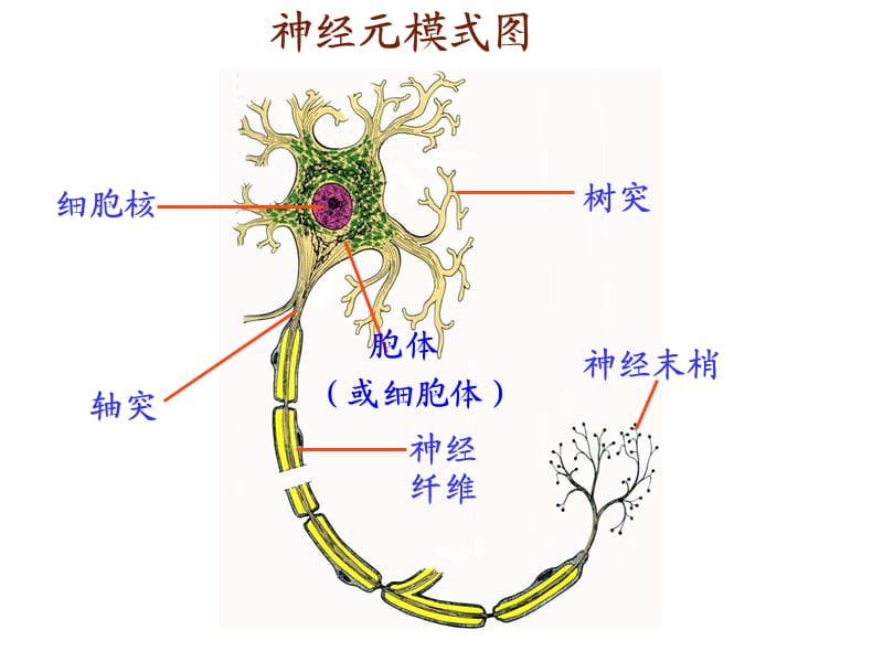 第二节神经调节的结构基础2.ppt_第2页