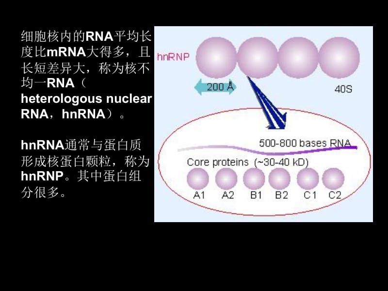 第5章RNA剪接和加工.ppt_第2页