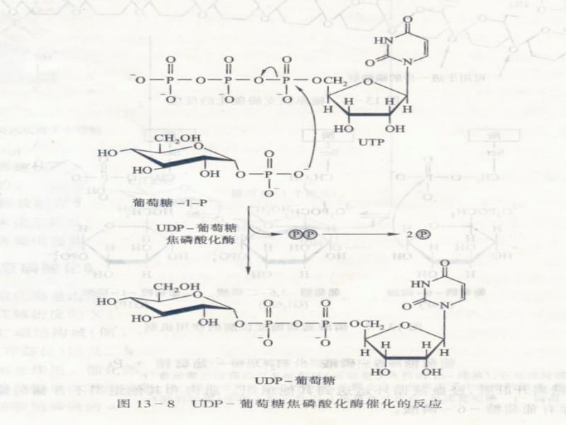 糖的生物合成-2.ppt_第2页