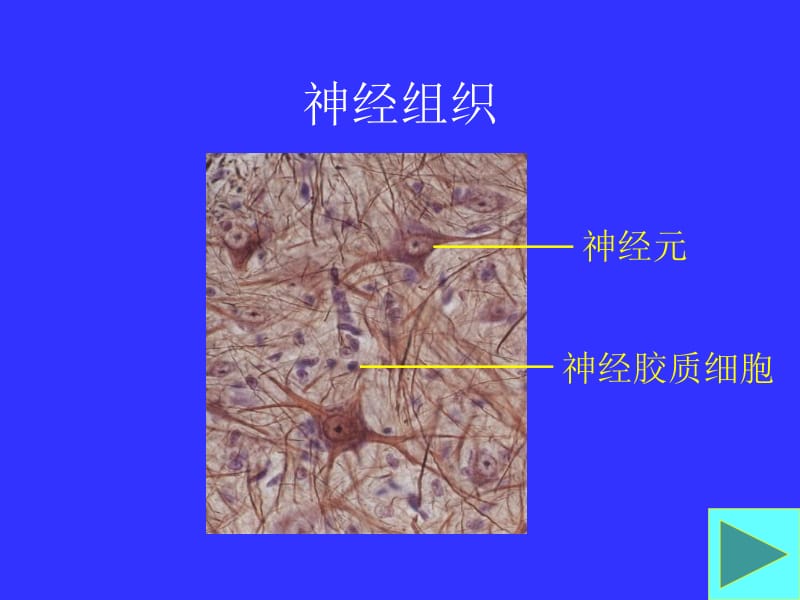 麻木通解析神经组织结构图解.ppt_第2页