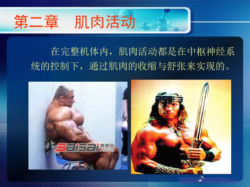 第二章肌肉活动.ppt_第2页