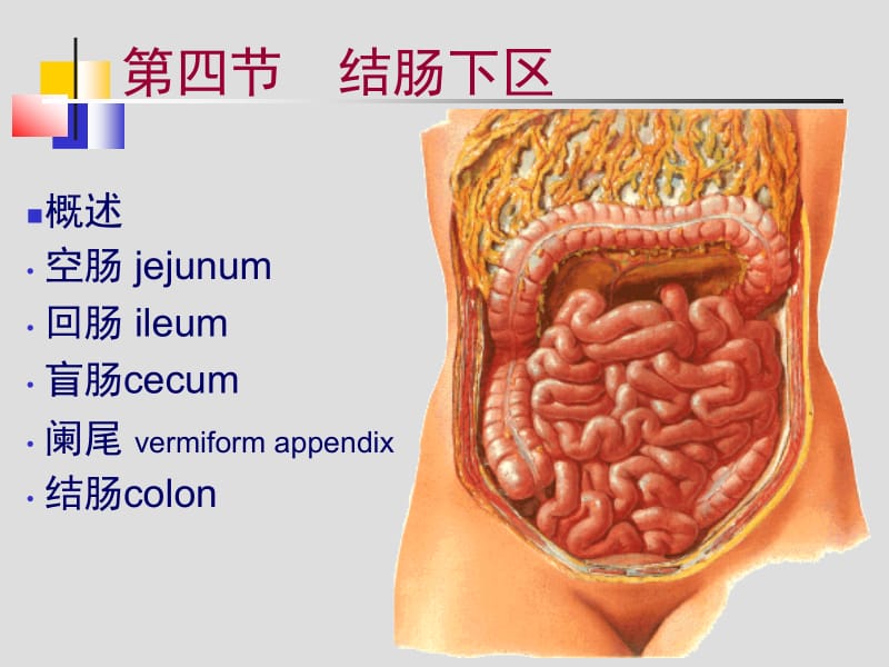 结肠下区、腹后隙.ppt_第1页