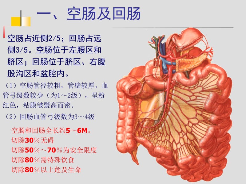 结肠下区、腹后隙.ppt_第2页