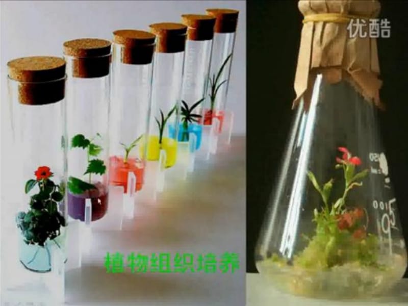 高中生物211植物细胞工程的基本技术课件新人教版选修3.ppt_第1页