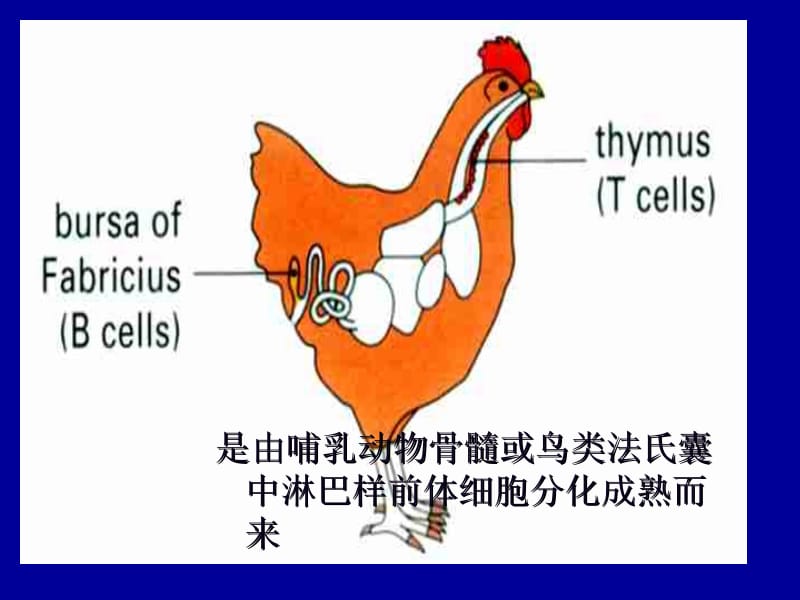 第九章B淋巴细胞.ppt_第2页