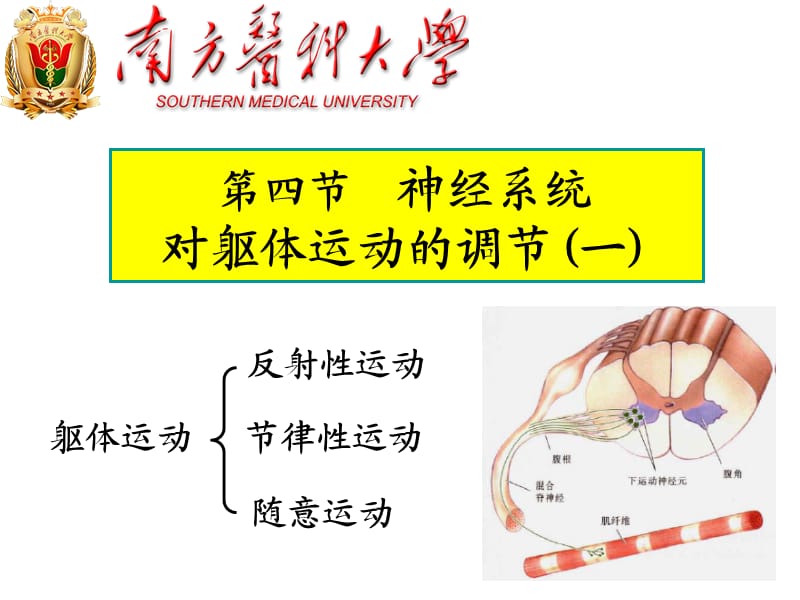 神经系统对躯体运动的调节.ppt_第1页