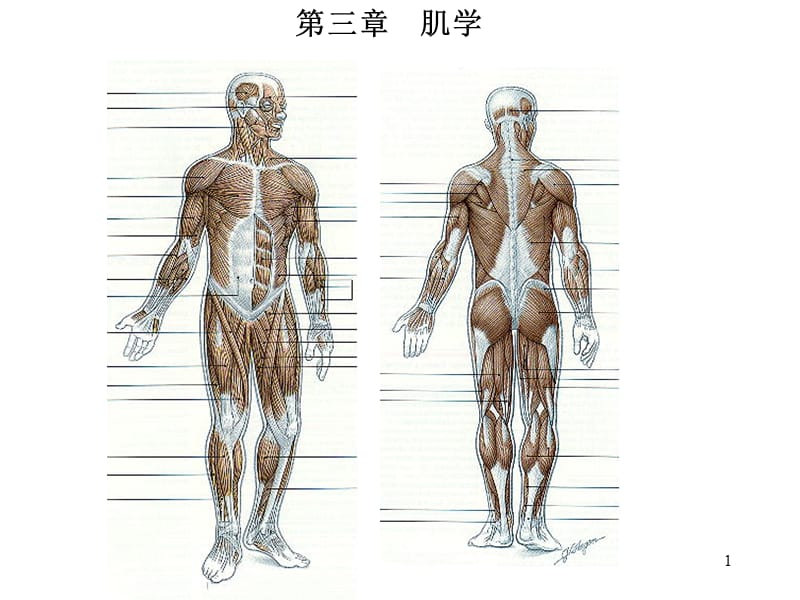 肌学med126com.ppt_第1页