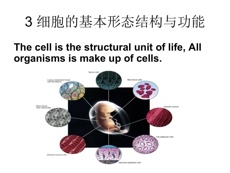 细胞的基本形态结构及功能.ppt_第1页