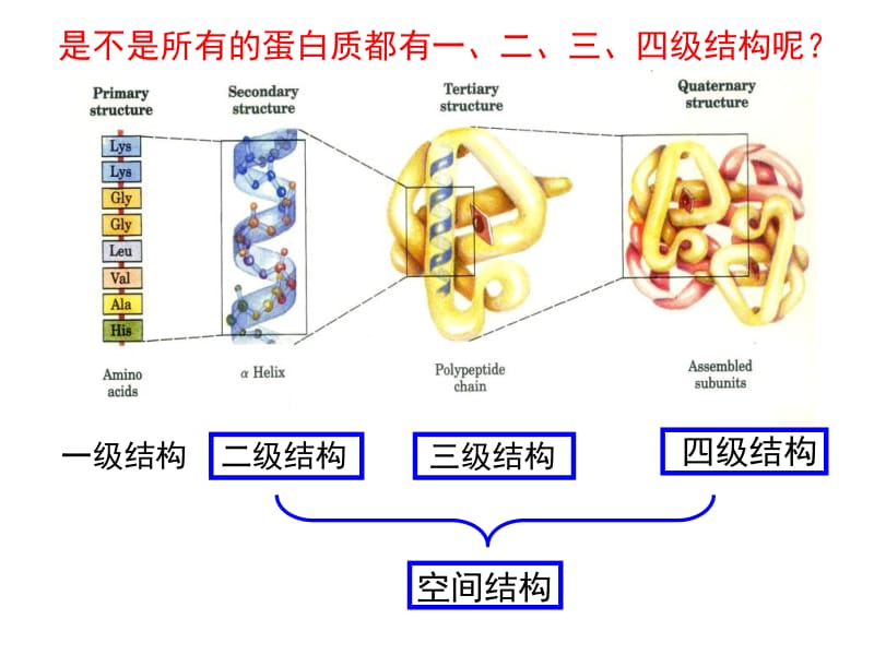 第二节蛋白质的分子结构.ppt_第2页