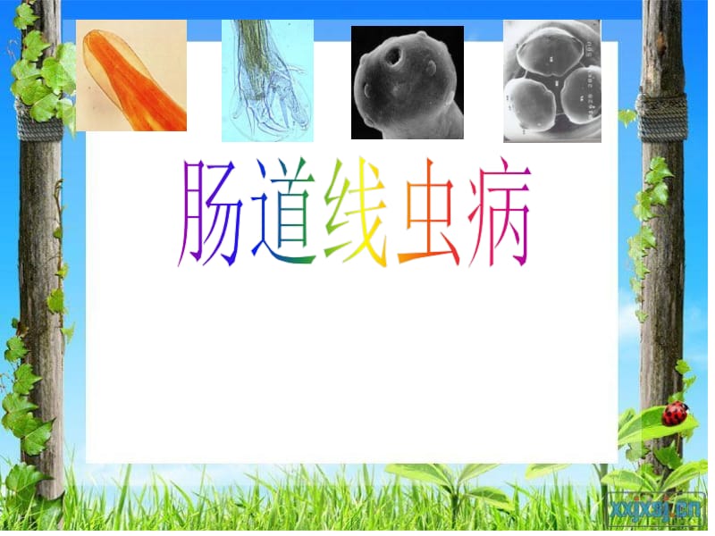 肠道线虫病.ppt_第1页