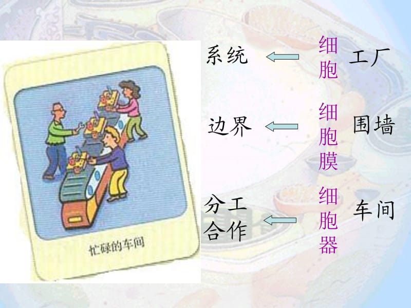 细胞器-系统内的分工合作4.ppt_第2页