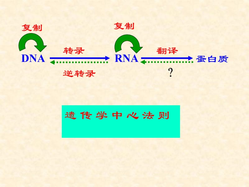 第13章 真核基因与基因组.ppt_第2页