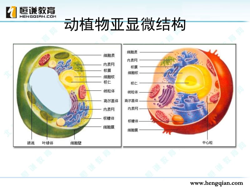 第三章第二节细胞器系统内的分工合作.ppt_第2页