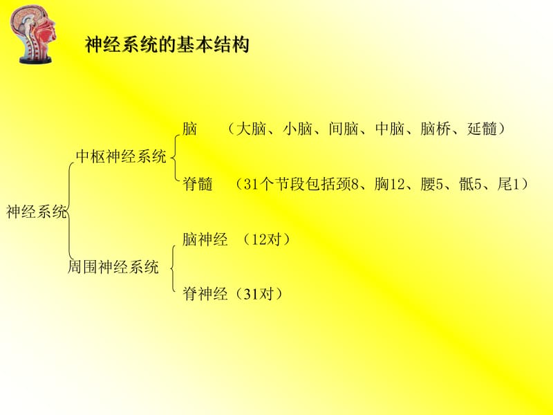 第八章神经系统发育.ppt_第2页