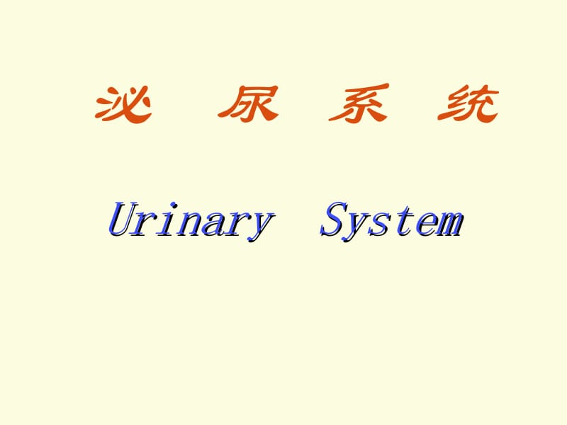 第十二章泌尿系统.ppt_第2页