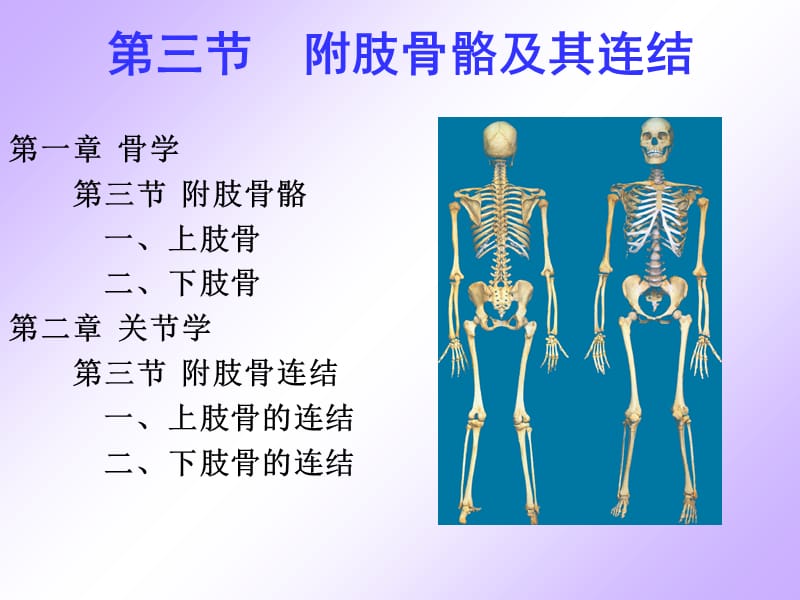 上肢骨及连结-杨方玖.ppt_第2页