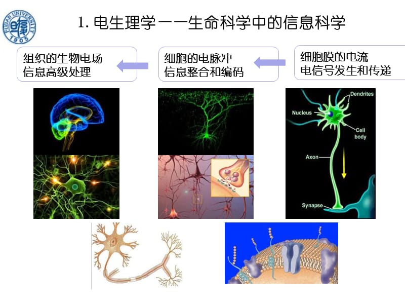 课件—国家重点实验室电生理技术课件.ppt_第2页