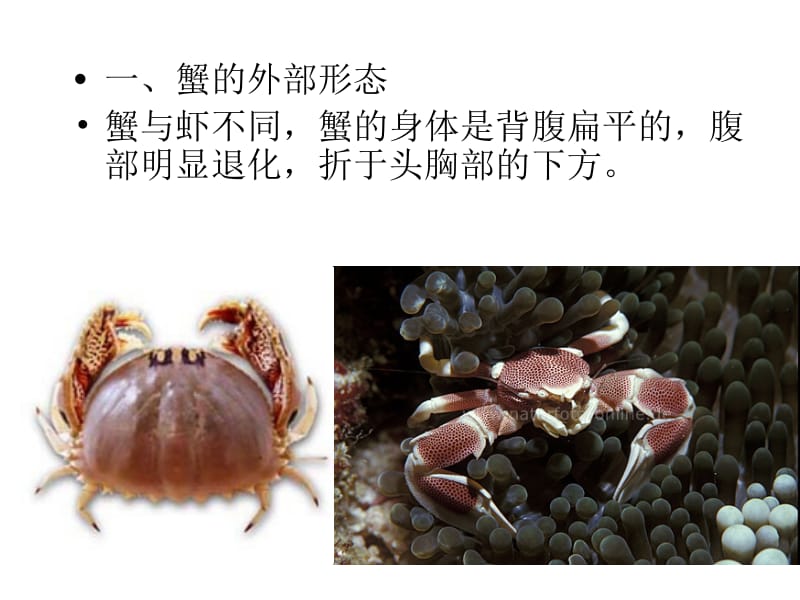 蟹形态构造的观察.ppt_第2页