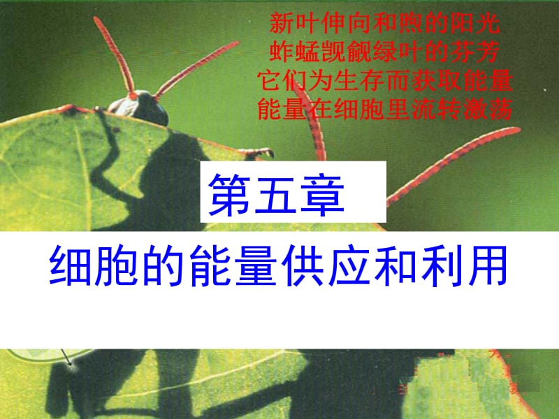 降低化学反应的活化能.ppt_第1页