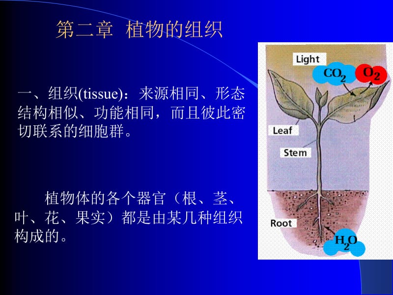 药用植物学：组织.ppt_第1页