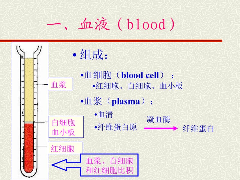 血液及血发生.ppt_第2页