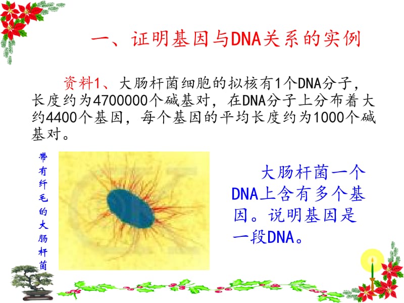 第四节基因在染色体上.ppt_第2页