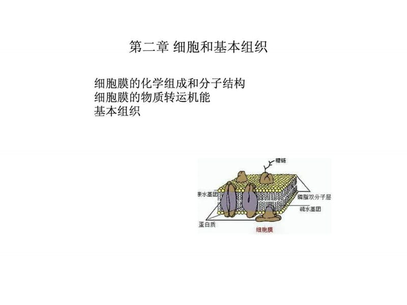 《人体解剖生理学》第二章 细胞和基本组织-上海海洋大.ppt_第1页