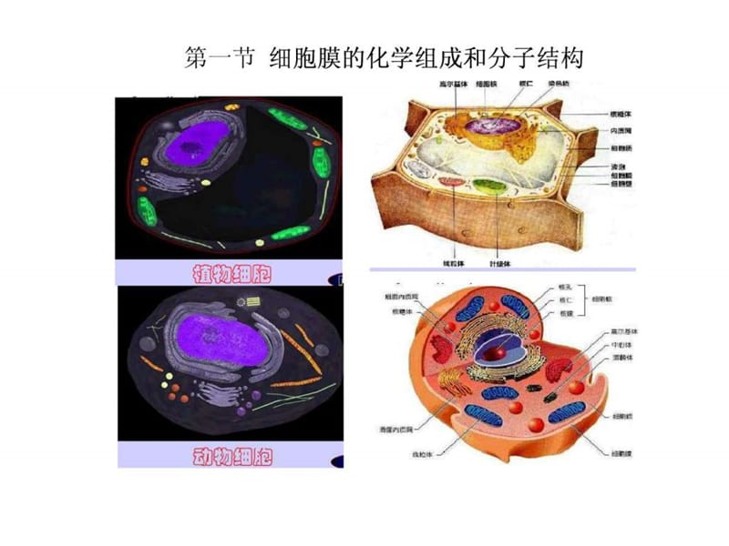 《人体解剖生理学》第二章 细胞和基本组织-上海海洋大.ppt_第2页