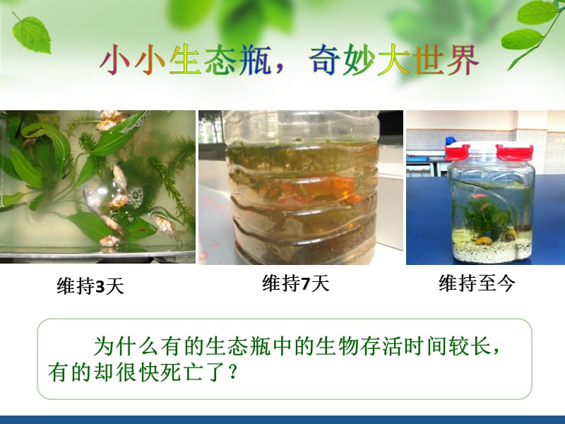 制作一个生态瓶课件.ppt_第3页