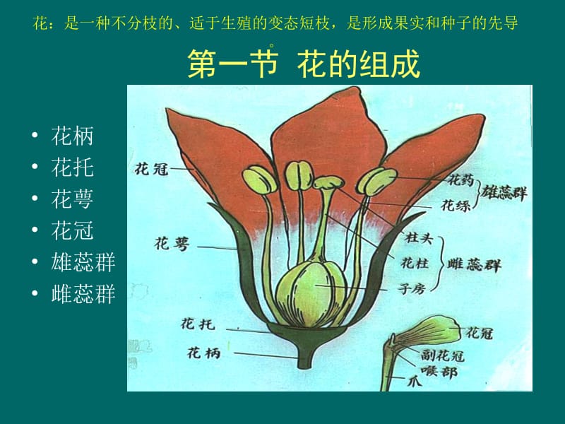 花的形态及发育.ppt_第2页