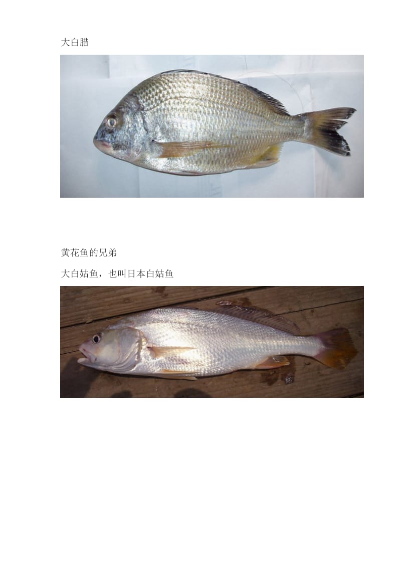 海南常见海鱼品种.doc_第3页